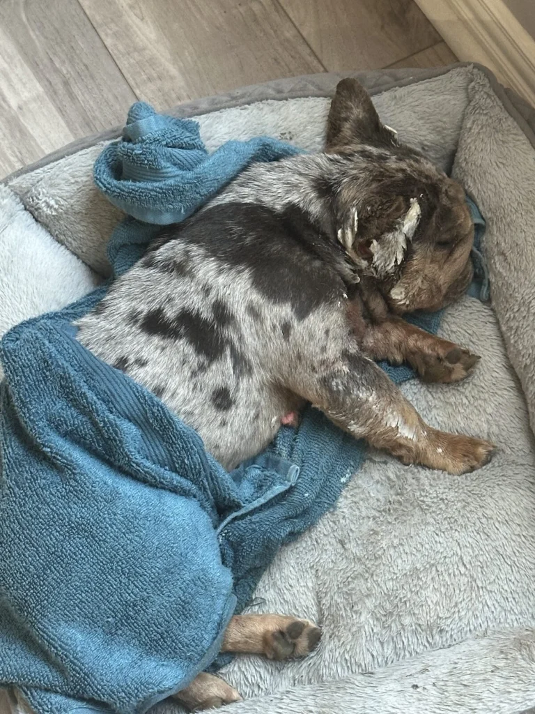 Medusa And Iszty, lost dog, Frenchie