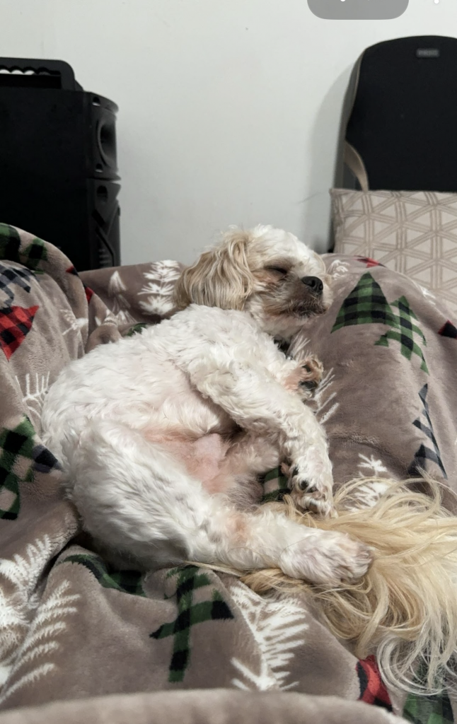 Snowball, lost dog, Shih tzu