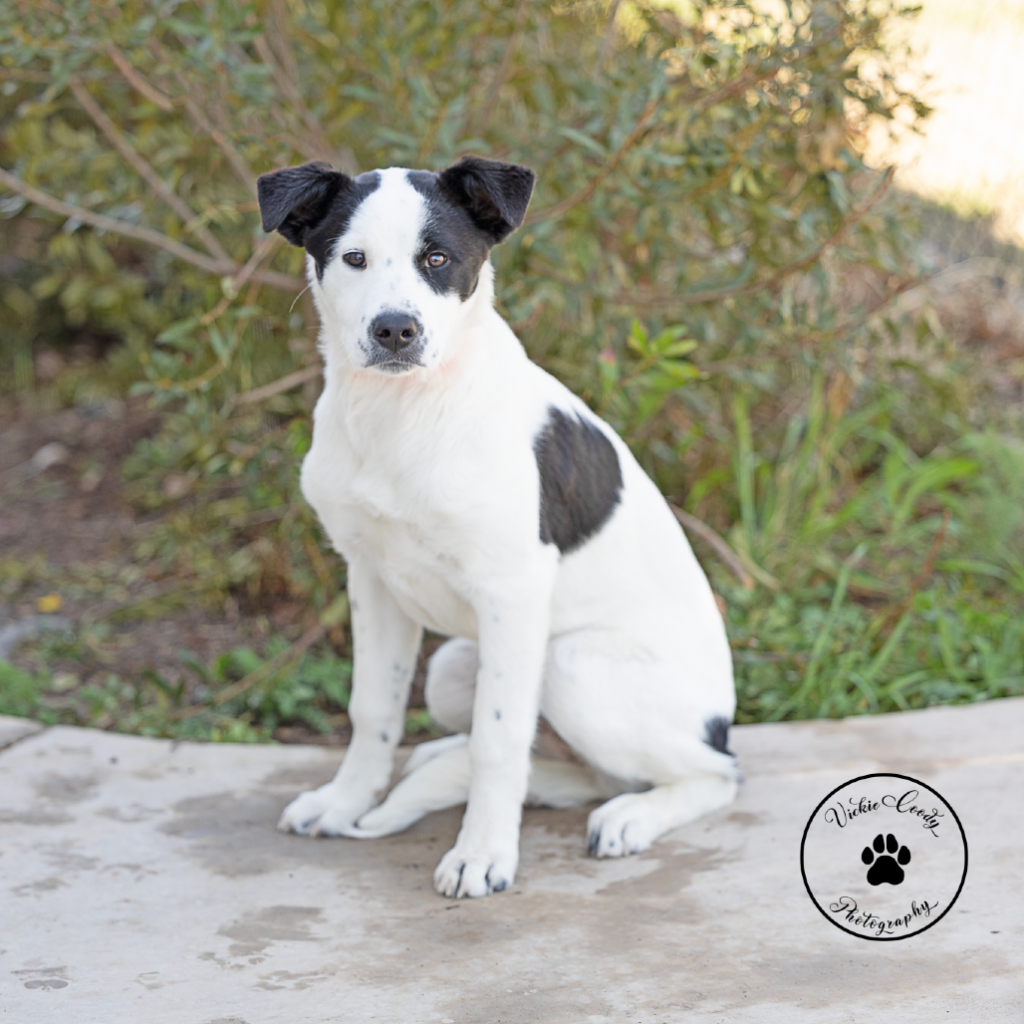 Alma, lost dog, Australian shepherd