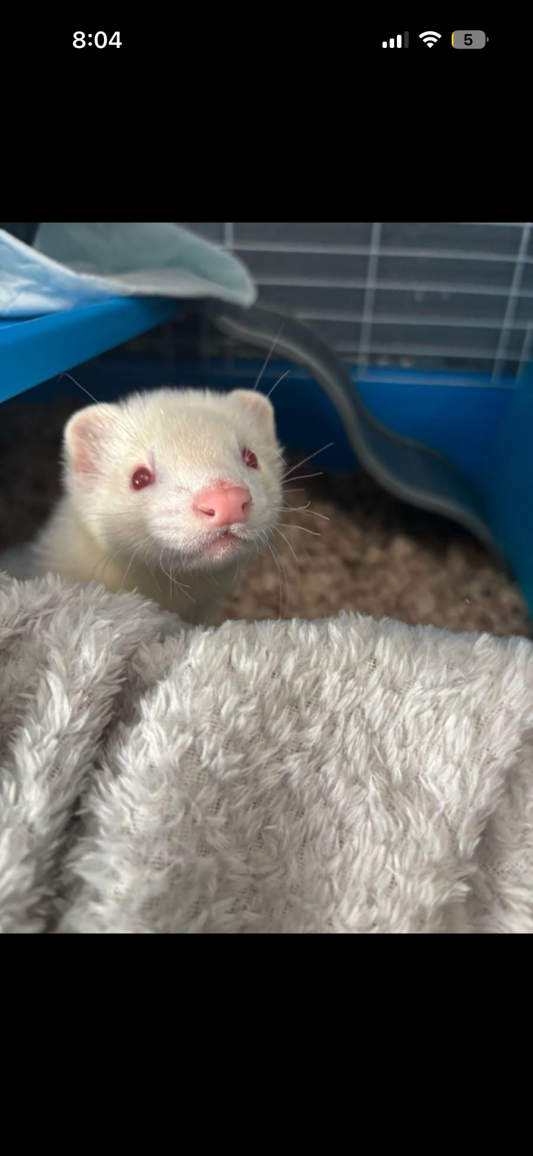 Hemel, lost other, Ferret