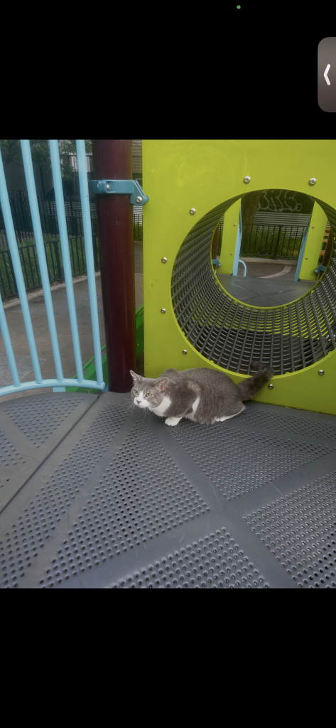 Tobby, lost cat, Domestic short hair tabby