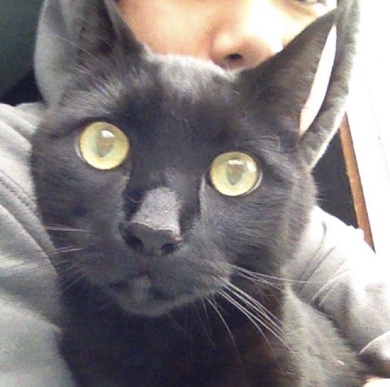 Simon, lost cat, Black
