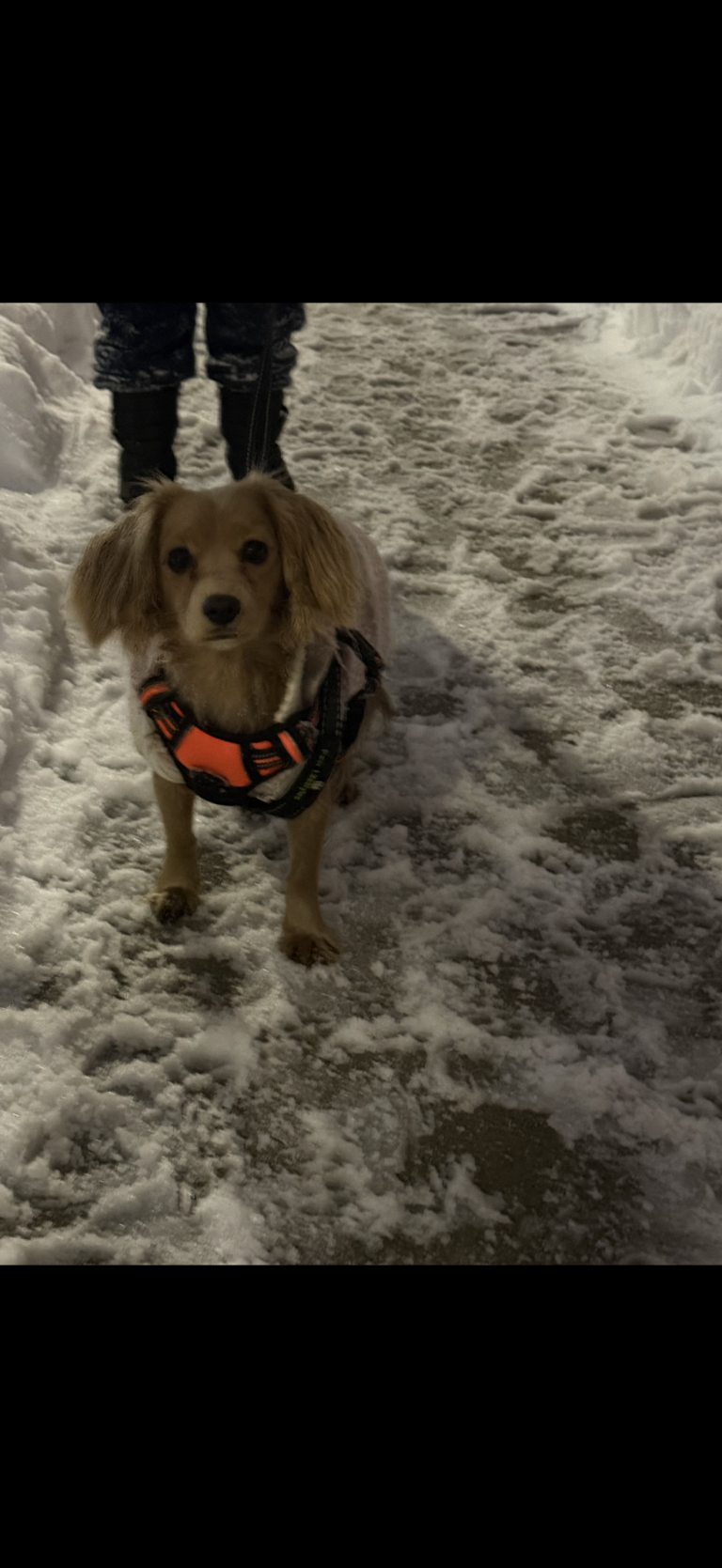 Eli, lost dog, Mix