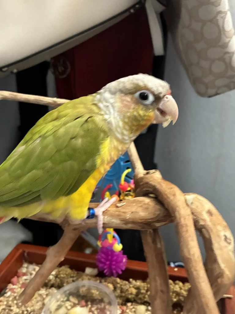 Solicita, lost bird, Green cheek conure