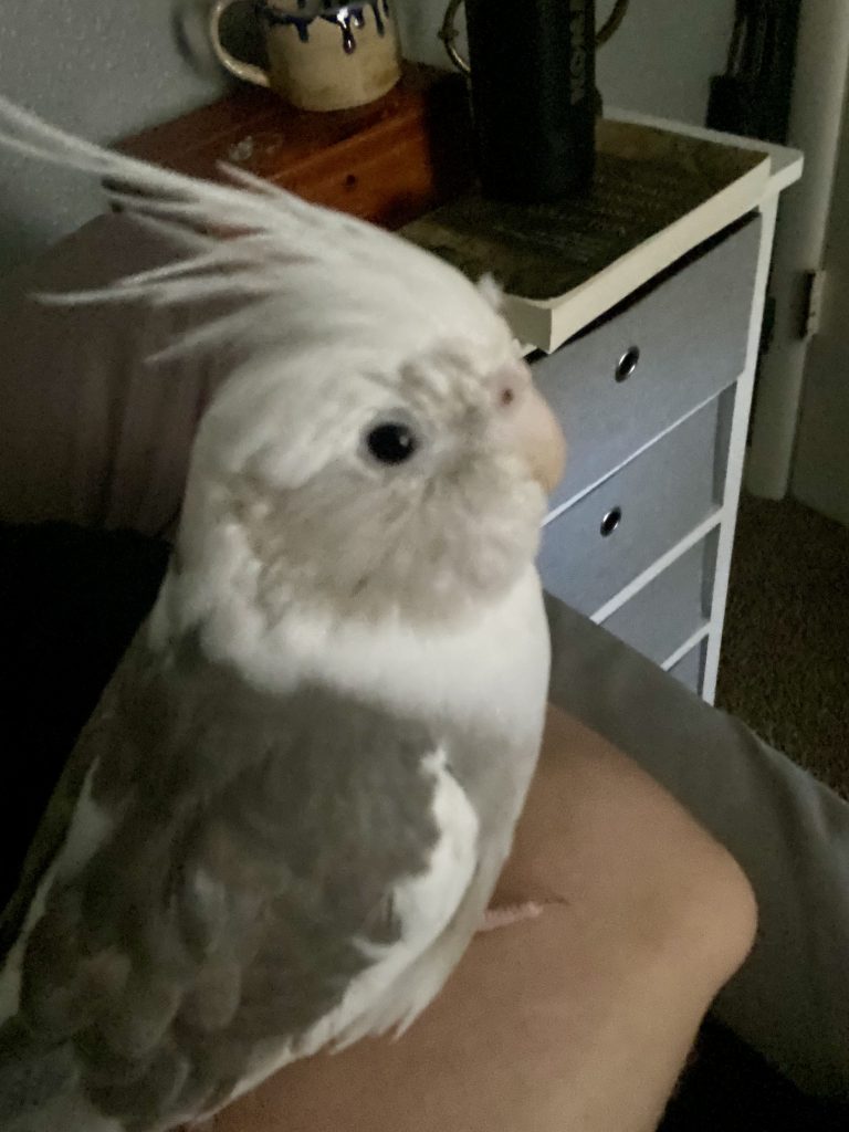 Mochi, lost bird, Cockatiel