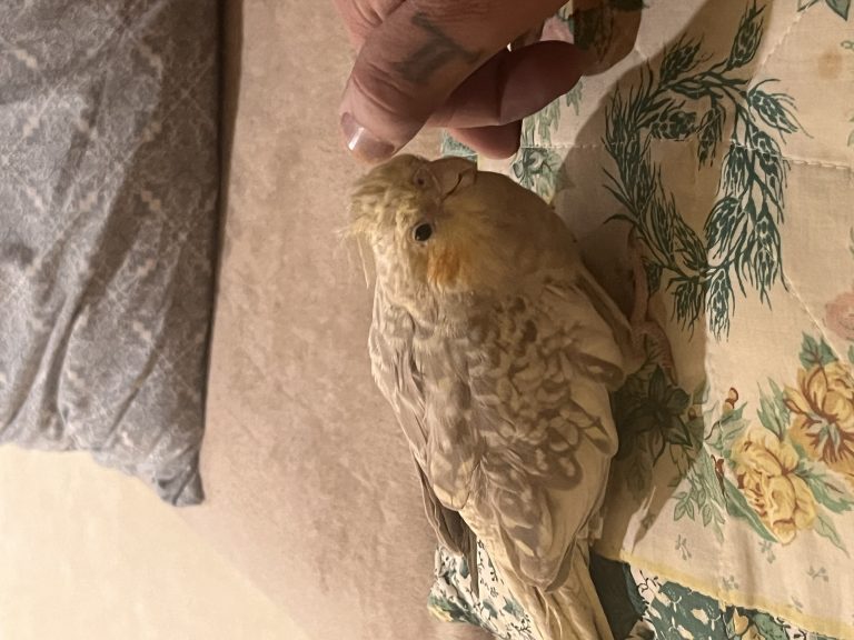 Jackie, lost bird, Cockatiel
