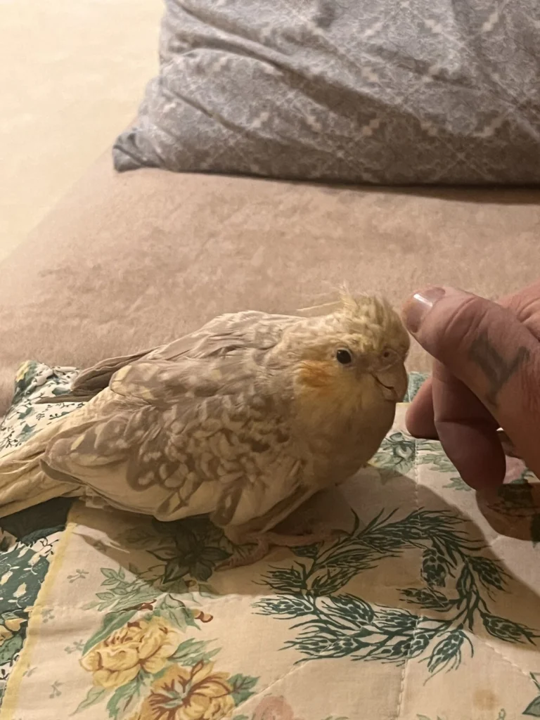 Jackie, lost bird, Cockatiel
