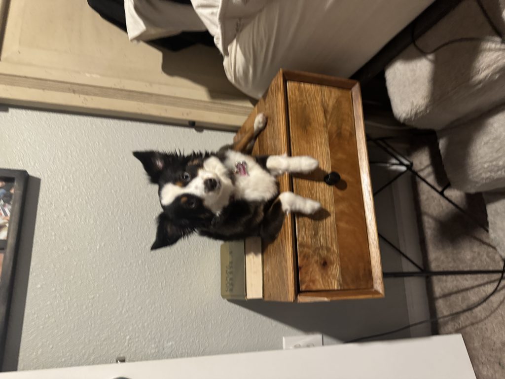 Nala, lost dog, Australian Shepard toy/mini