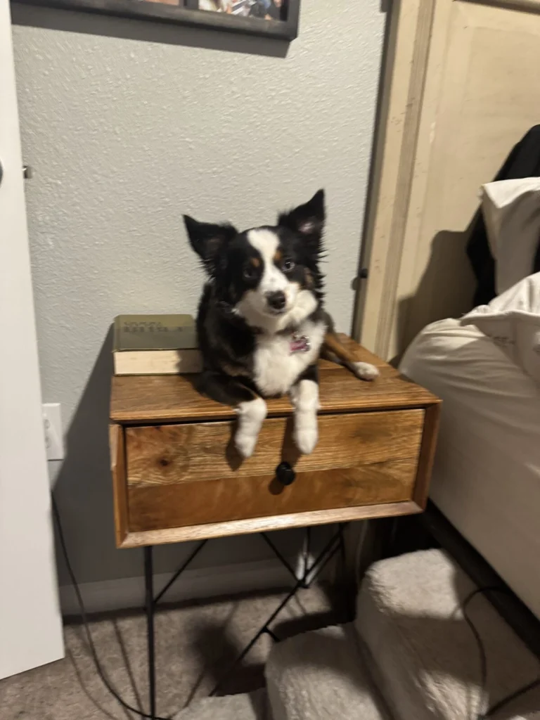 Nala, lost dog, Australian Shepard toy/mini