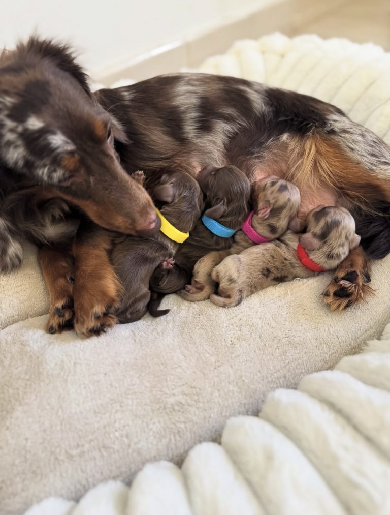 Lily, lost dog, Dachshund