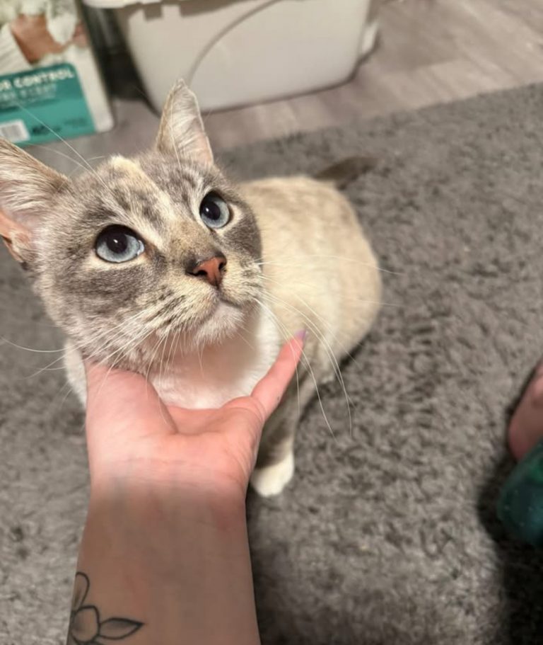 Willow, lost cat, Siamese