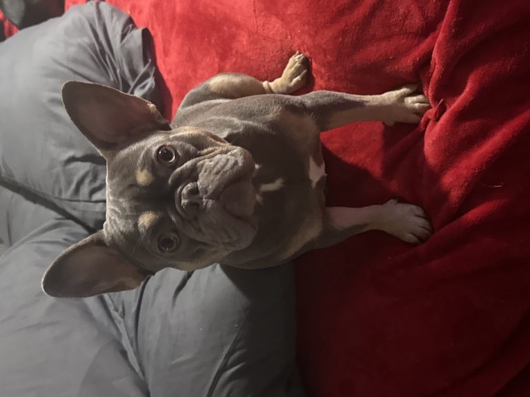 Dior, lost dog, French Bulldog