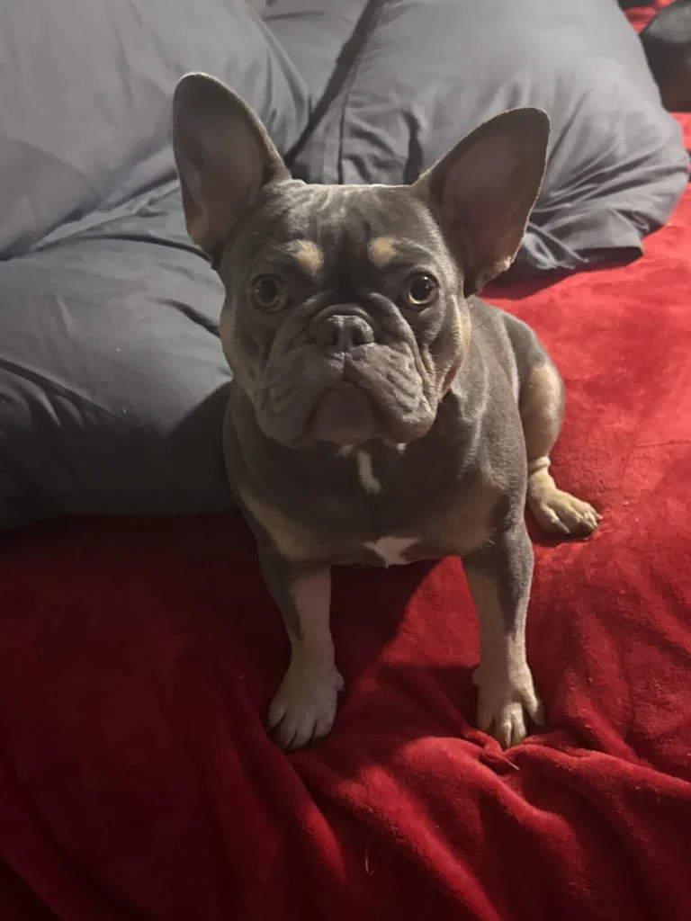 Dior, lost dog, French Bulldog