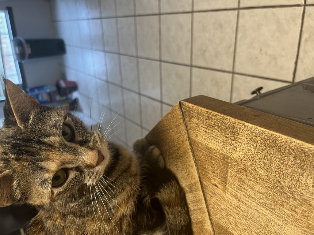 Sally, lost cat, Tabby