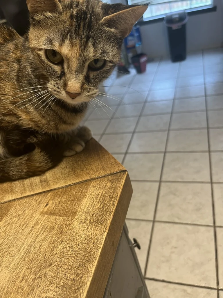 Sally, lost cat, Tabby