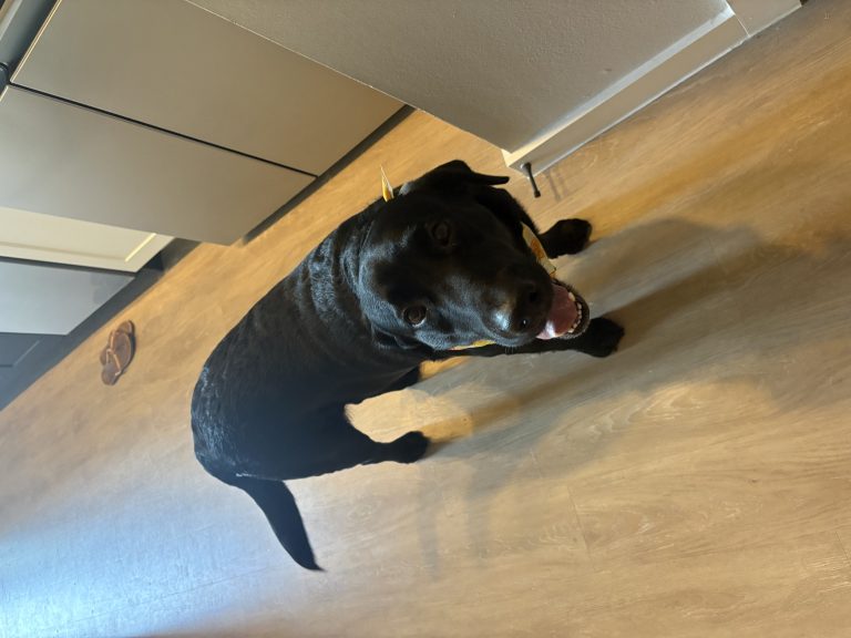 Goose, lost dog, Labrador