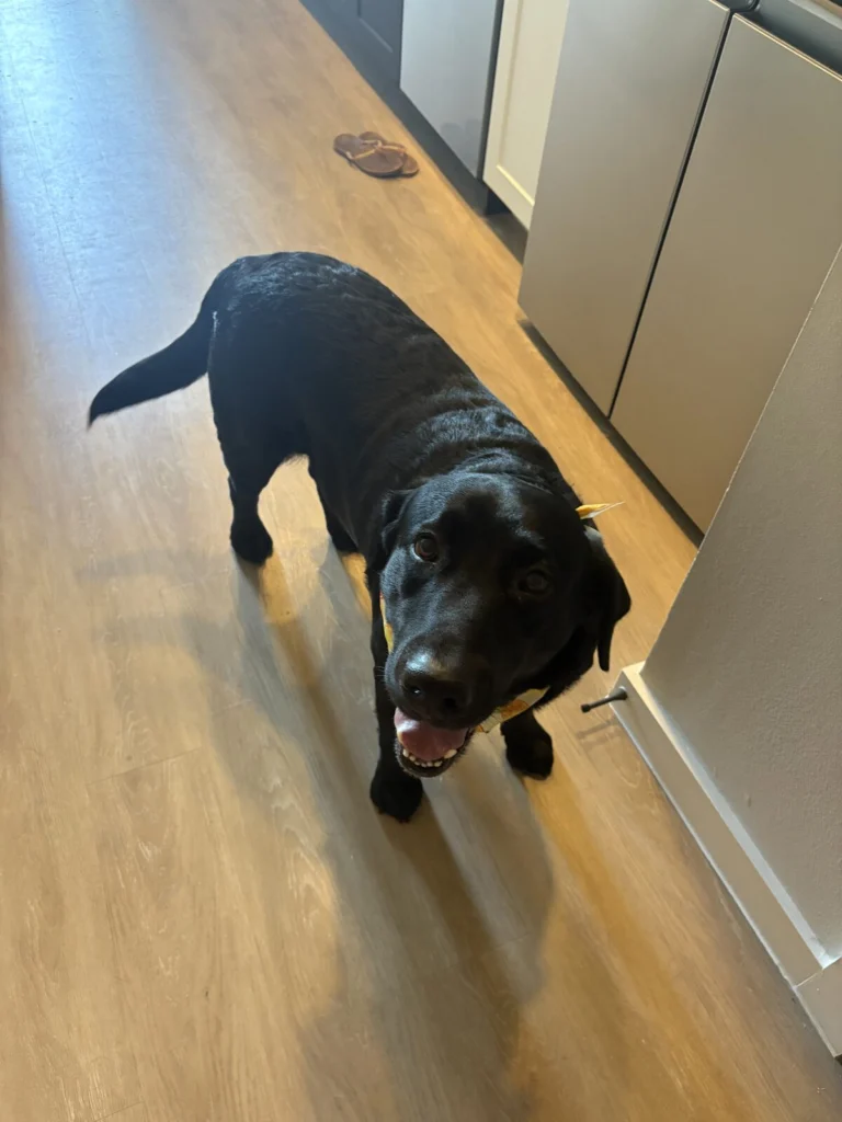 Goose, lost dog, Labrador
