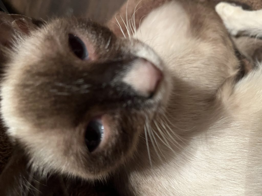 Junior, lost cat, Shorthair/siamese