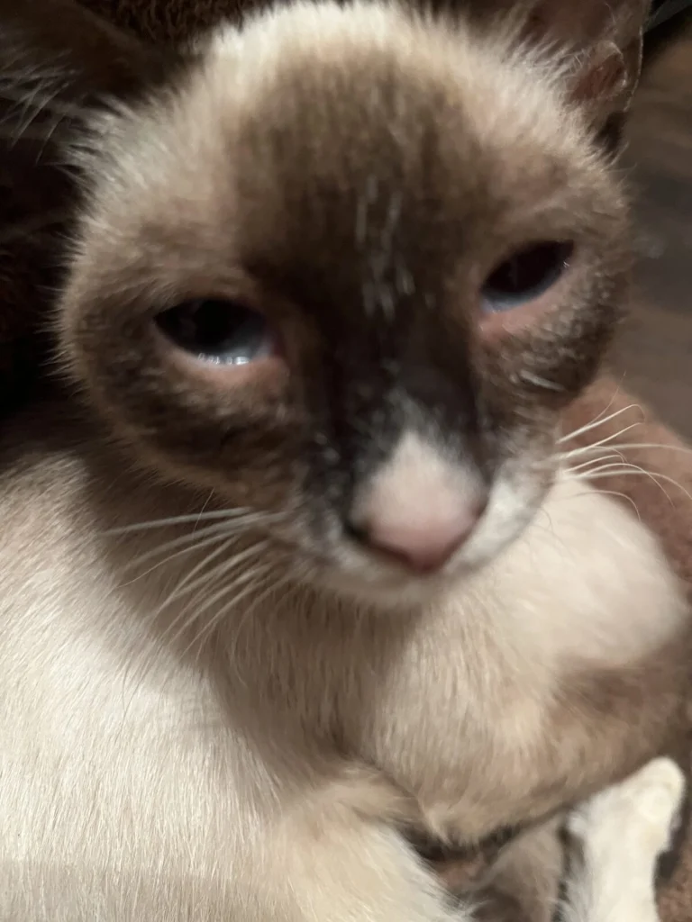 Junior, lost cat, Shorthair siamese
