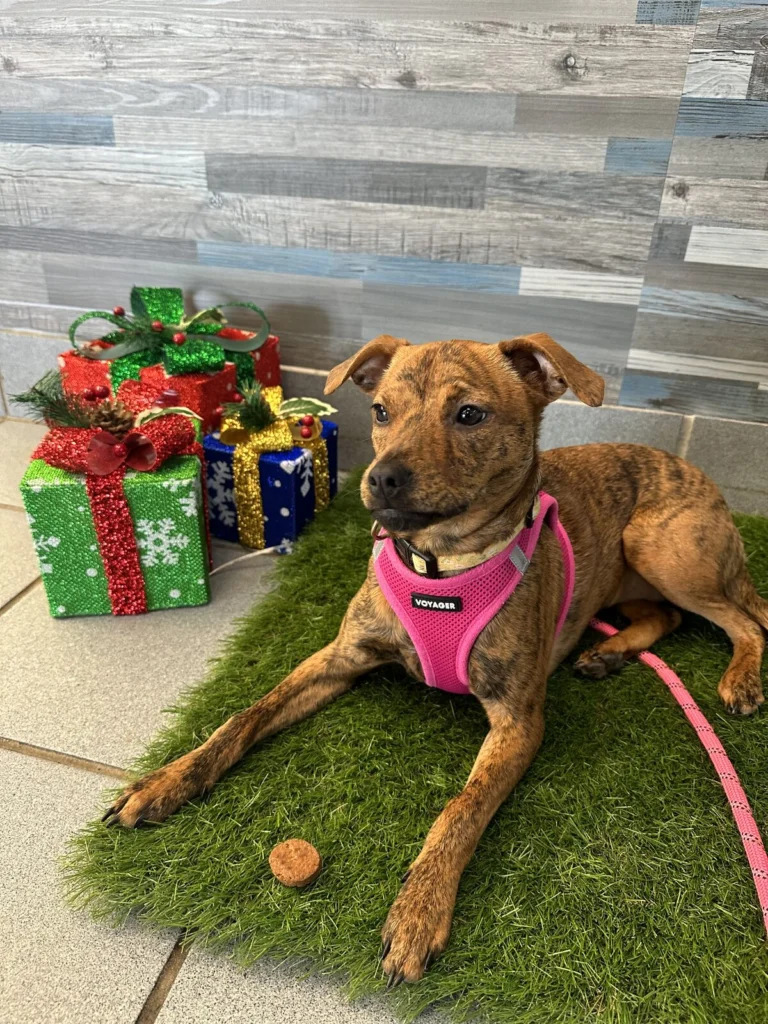 Pistachio, lost dog, Dachshund Mix