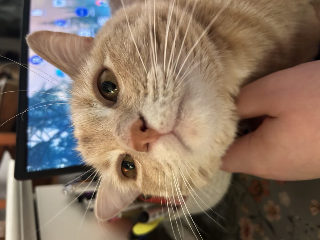 Toby, lost cat, Buff Tabby