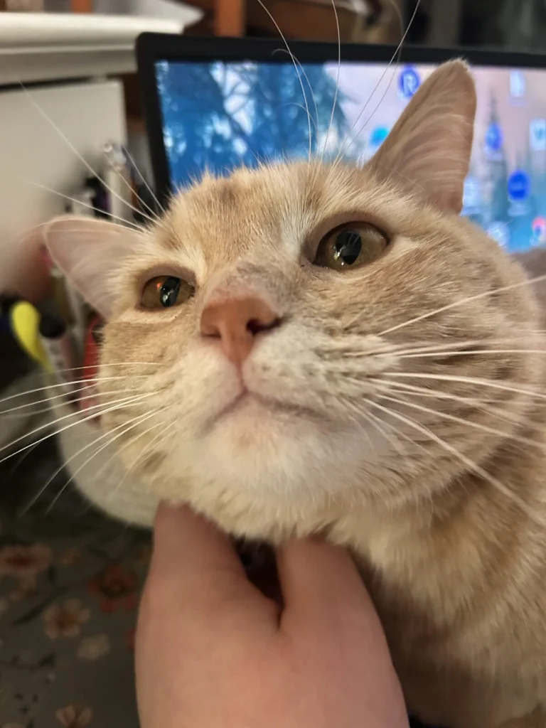 Toby, lost cat, Buff Tabby