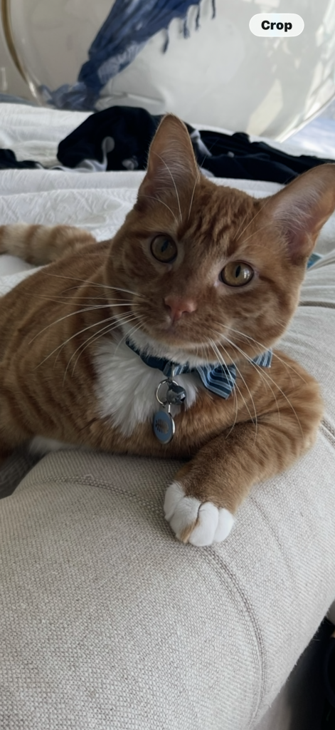 Jalapeño, lost cat, DSH