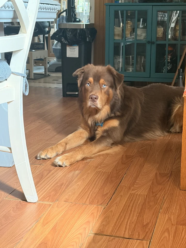 Oso, lost dog, Shepard