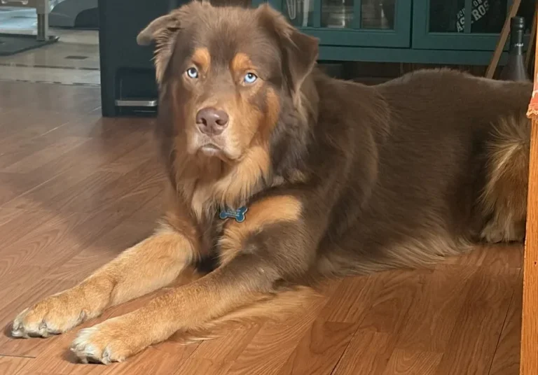 Oso, lost dog, Shepard