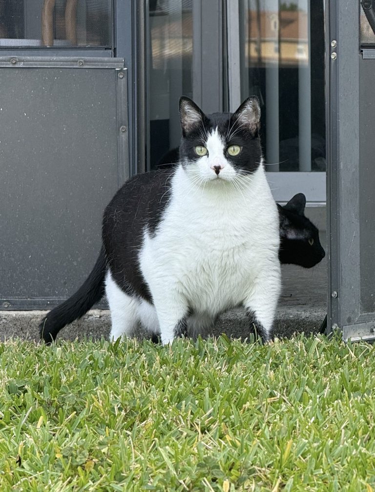 Ned, lost cat, DSH
