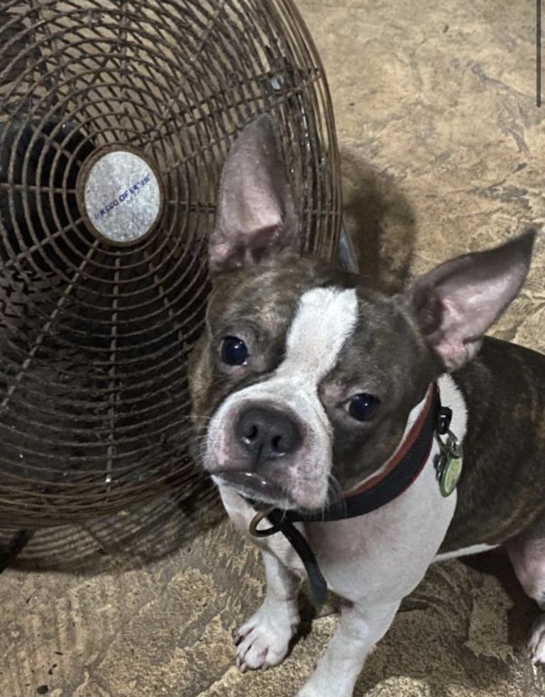 Archie, lost dog, Boston Terrier