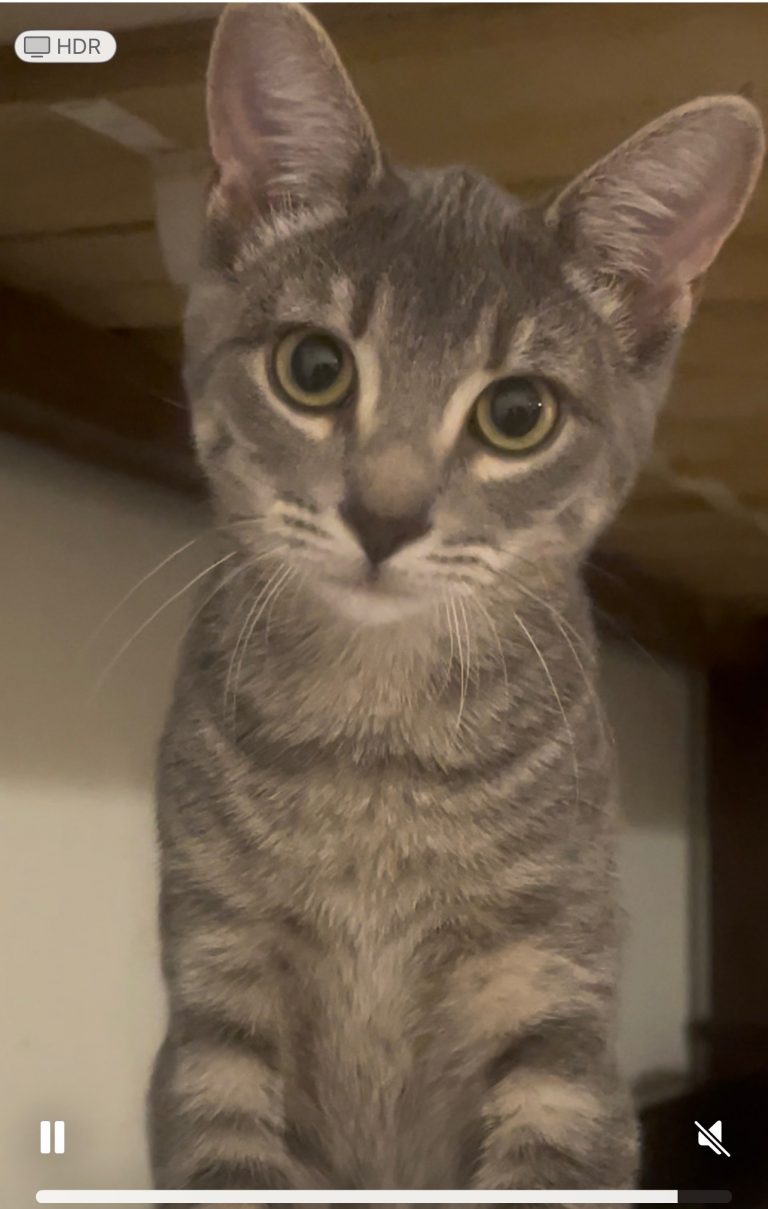 Padme, lost cat, Tabby