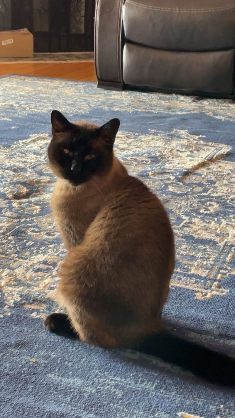 Bobi, lost cat, Siamese m