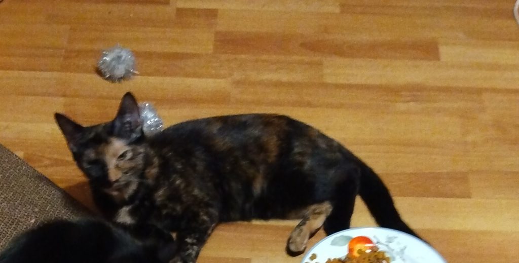Pumpkin, lost cat, Multi