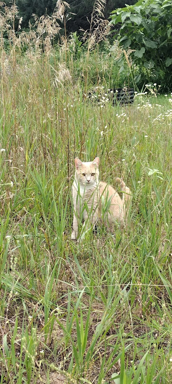 Leo, lost cat, American short hair