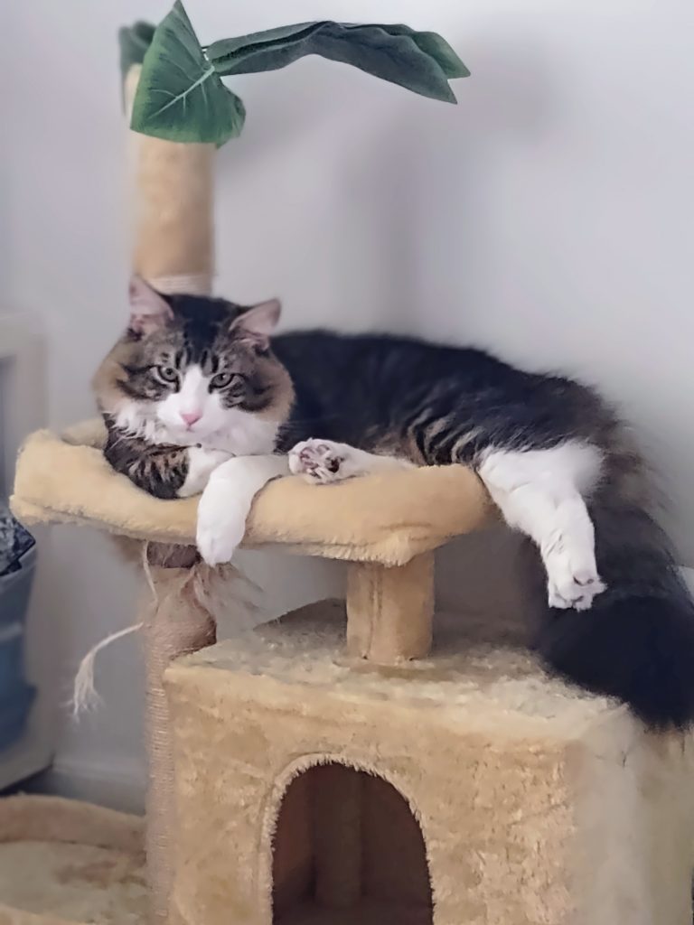 Elton, lost cat, Unknown