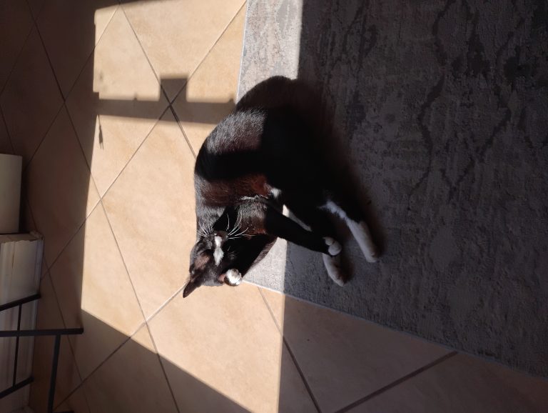 Figaro, lost cat, Manx