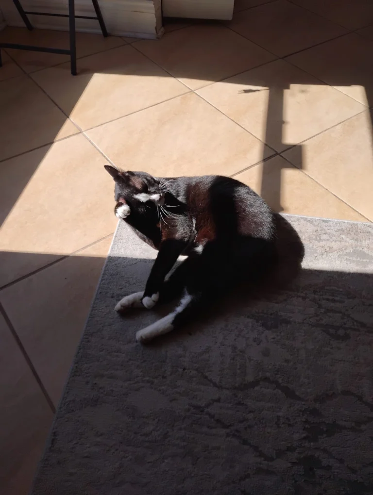 Figaro, lost cat, Manx