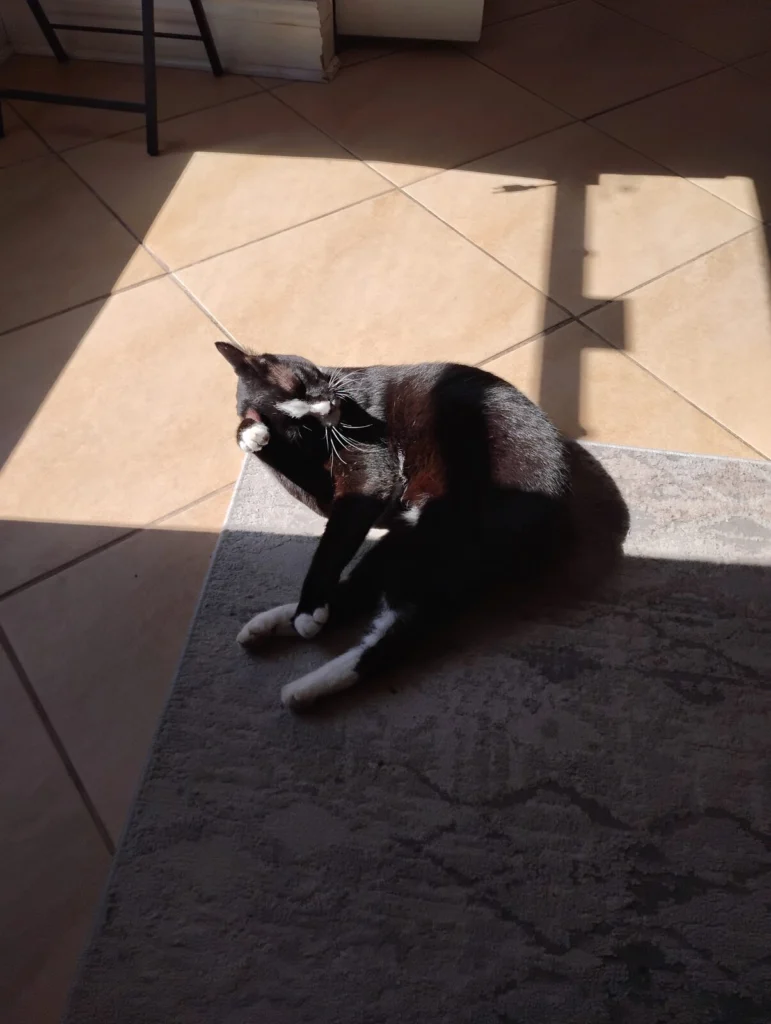 Figaro, lost cat, Manx