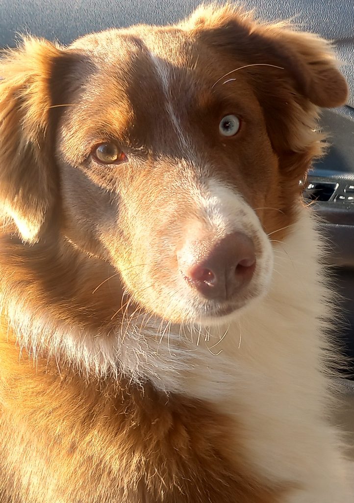 Leo, lost dog, Australian shepherd