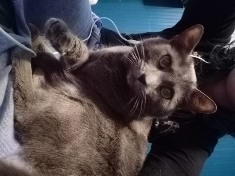 Luna, lost cat, Russian blue