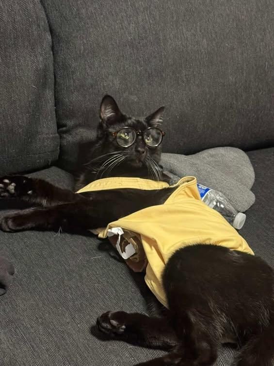King Julian, lost cat, Domestic shorthaired