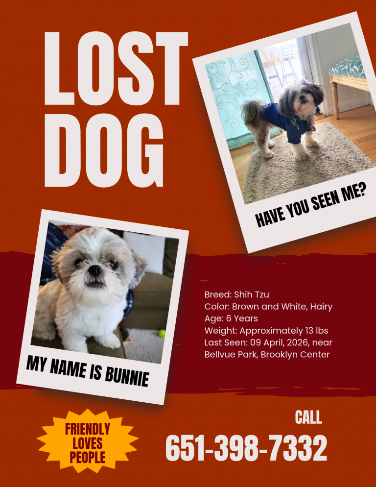 Bunnie, lost dog, Shih-Zu