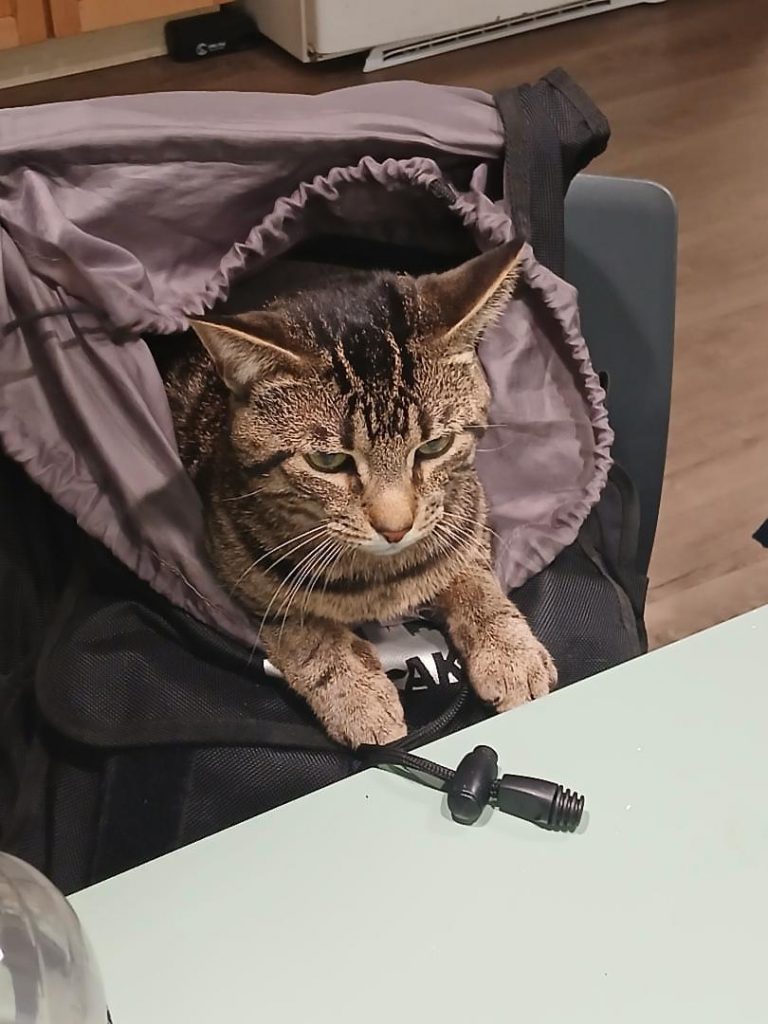 Shadow, lost cat, Domestic short hair tabby