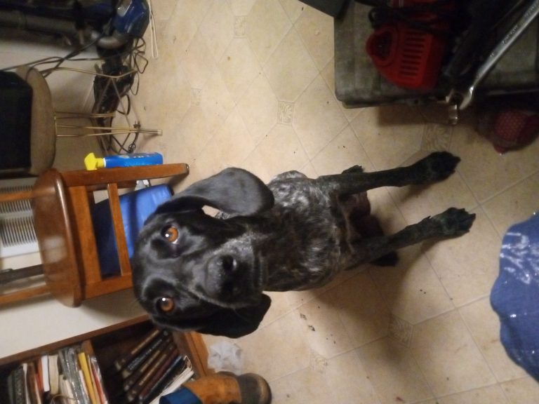 Pepper, lost dog, German shorthair pointer
