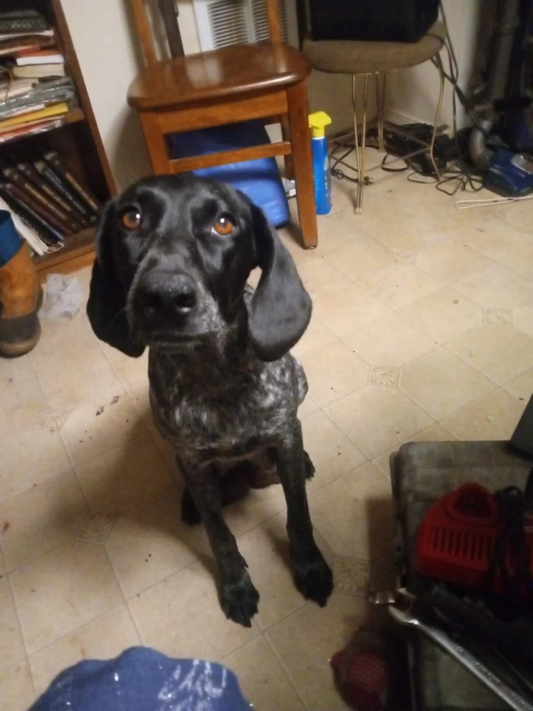 Pepper, lost dog, German shorthair pointer
