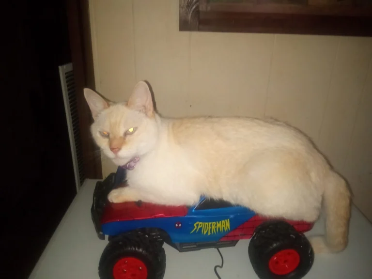 Good Boy Boy, lost cat, Tabby