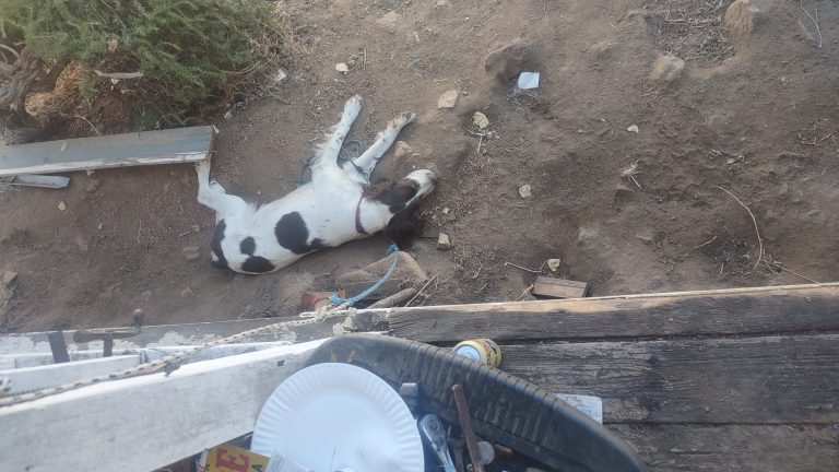 Samey, lost dog, Springer Spanial