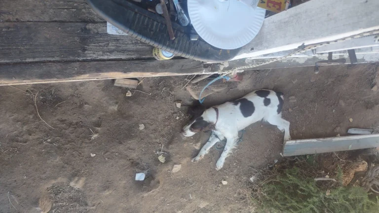 Samey, lost dog, Springer Spanial