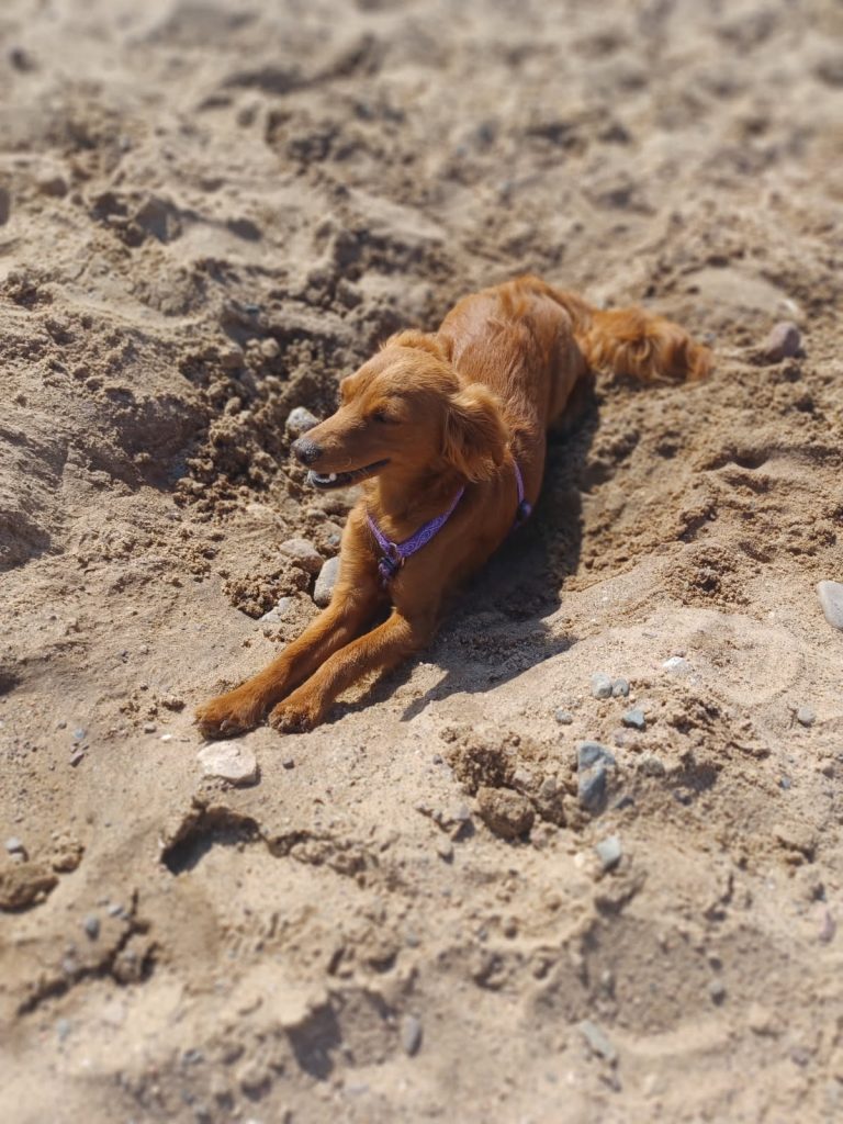 Usagi, lost dog, Mini Golden Retriever